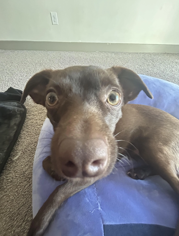 Cheezburger Image 10614258432