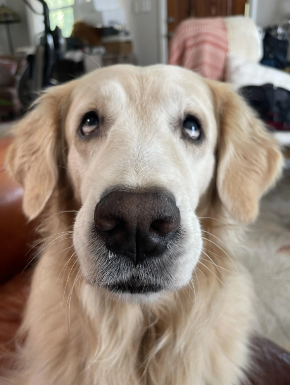 Cheezburger Image 10614258944