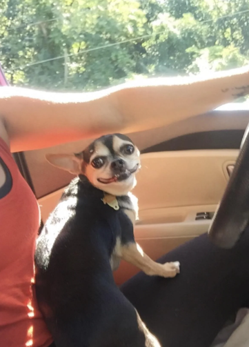 Cheezburger Image 10614259200