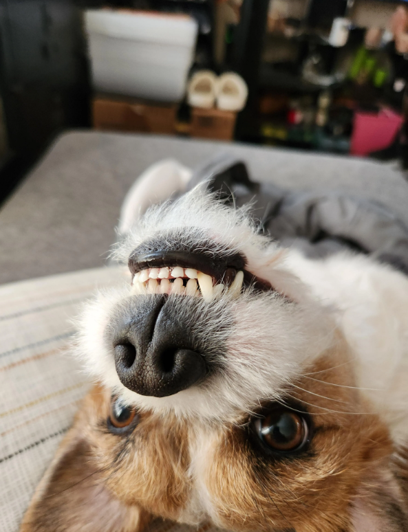 Cheezburger Image 10614259456