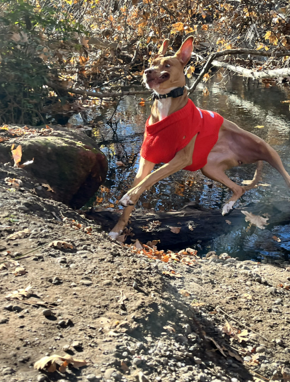 Cheezburger Image 10614260224