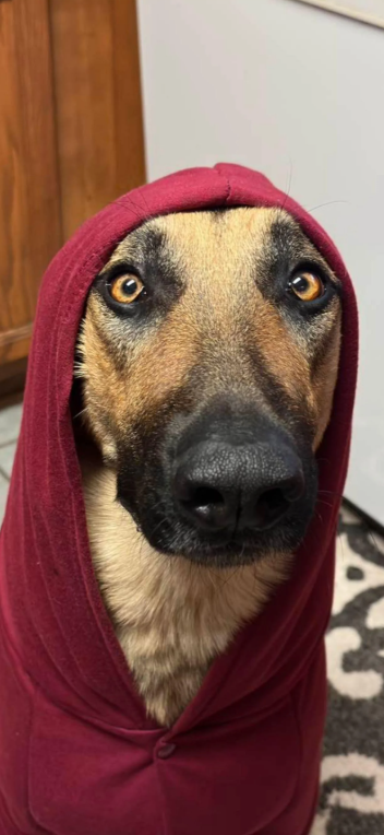 Cheezburger Image 10614260480