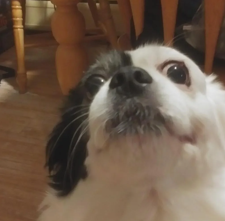 Cheezburger Image 10614260992