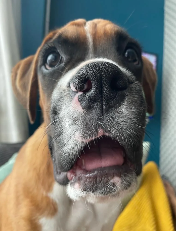 Cheezburger Image 10614261248