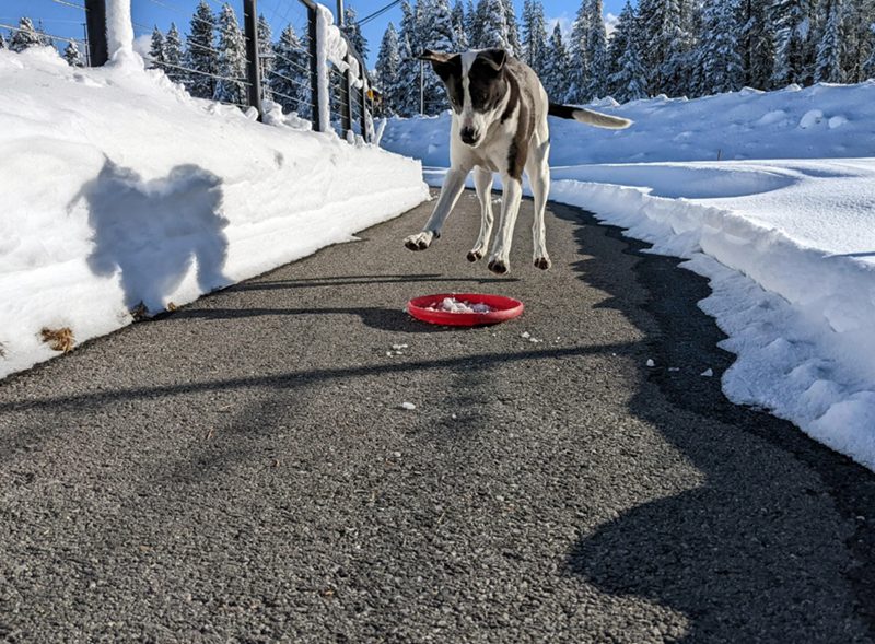 Cheezburger Image 10614261504