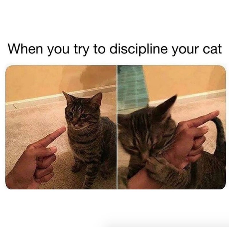 When you try to discipline your cat