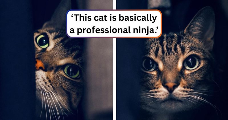 'This cat is basically a professional ninja.'