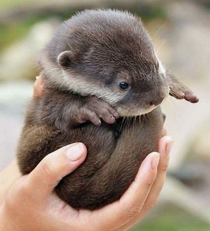 Cheezburger Image 10614267648