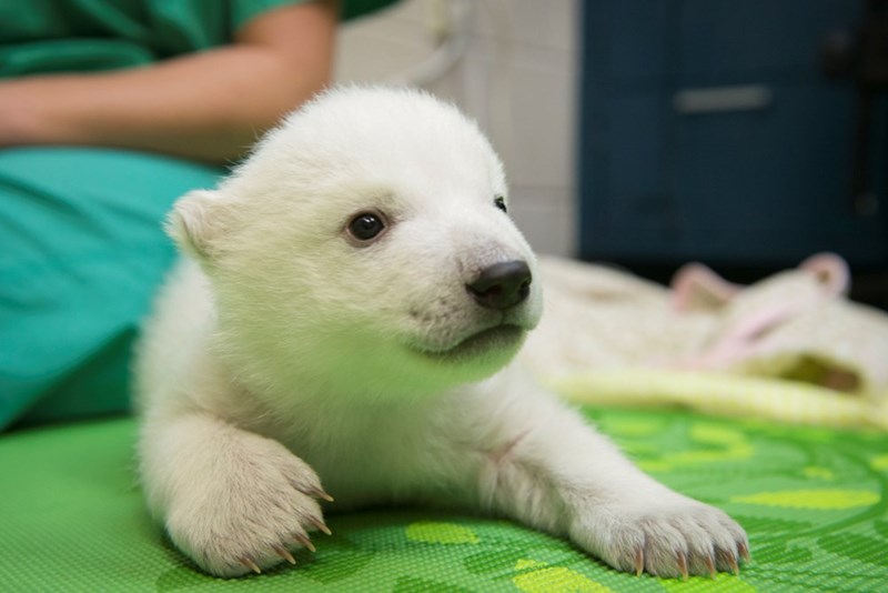 Cheezburger Image 10614271232