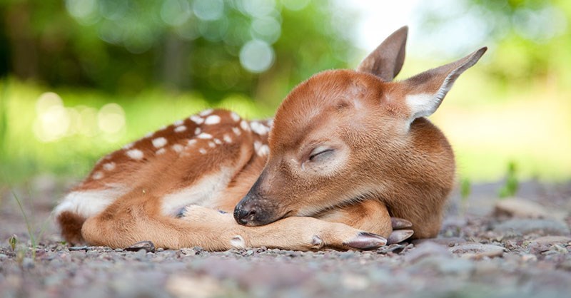 Cheezburger Image 10614271488