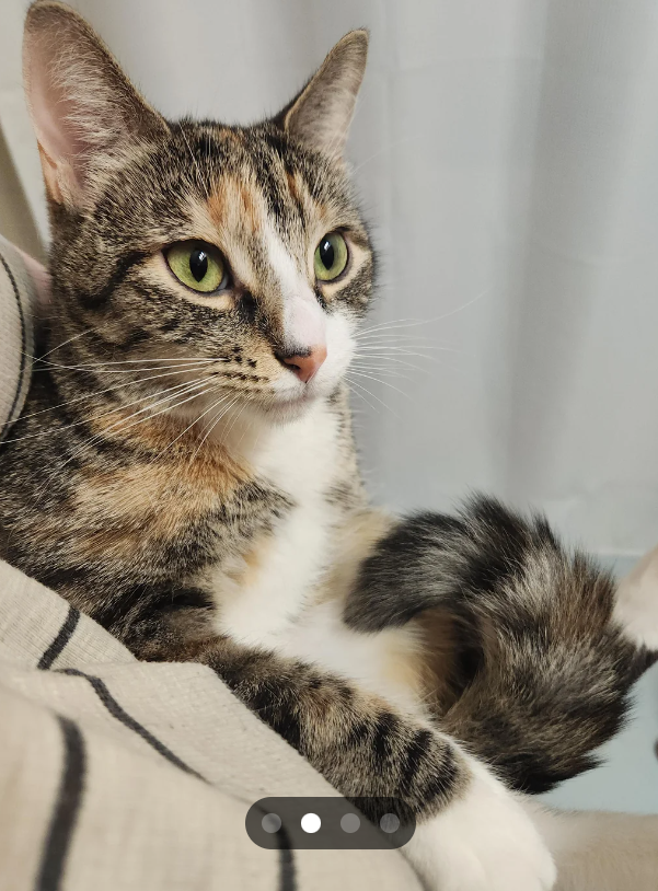 Cheezburger Image 10614297856