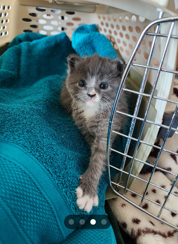 Cheezburger Image 10614298880