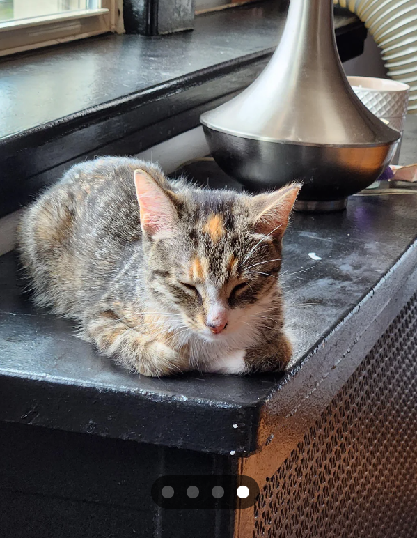 Cheezburger Image 10614299136