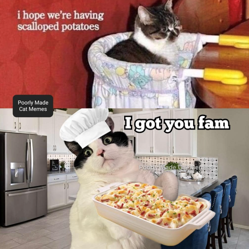 i hope we're having scalloped potatoes Poorly Made Cat Memes I got you fam Poorly Made CareMemes