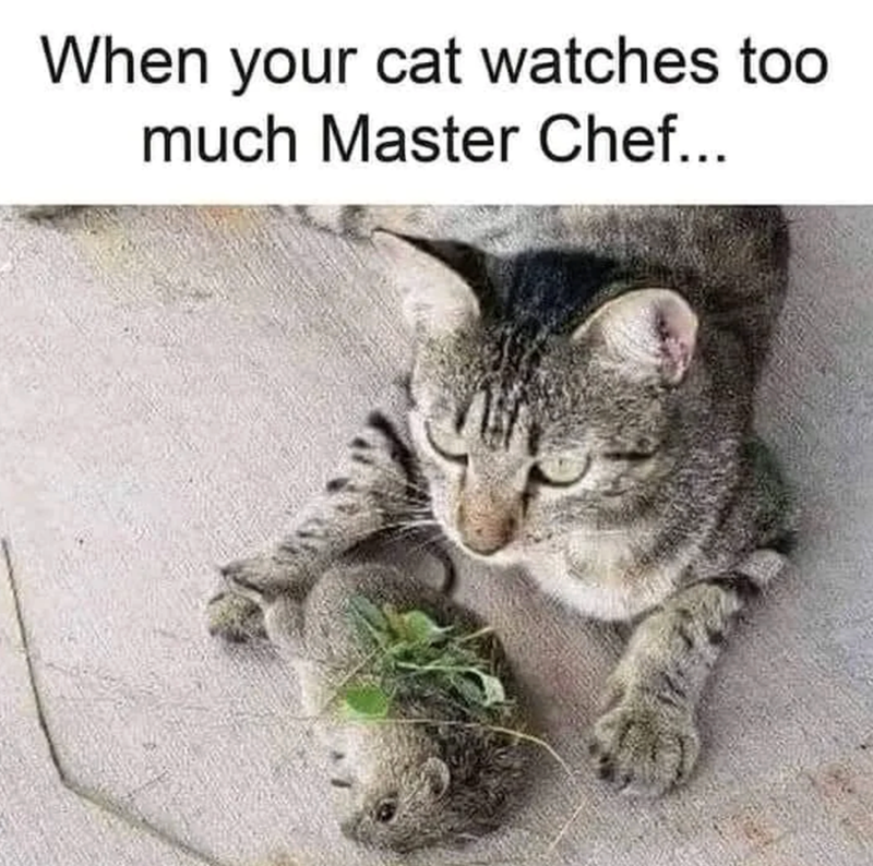 When your cat watches too much Master Chef...