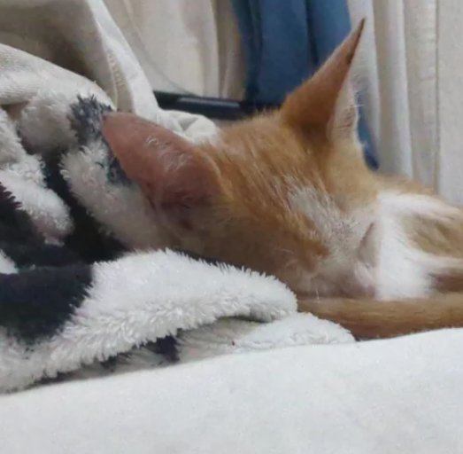 Cheezburger Image 10614324736