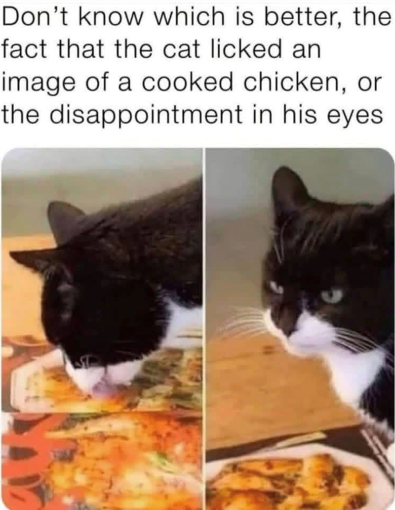Don't know which is better, the fact that the cat licked an image of a cooked chicken, or the disappointment in his eyes