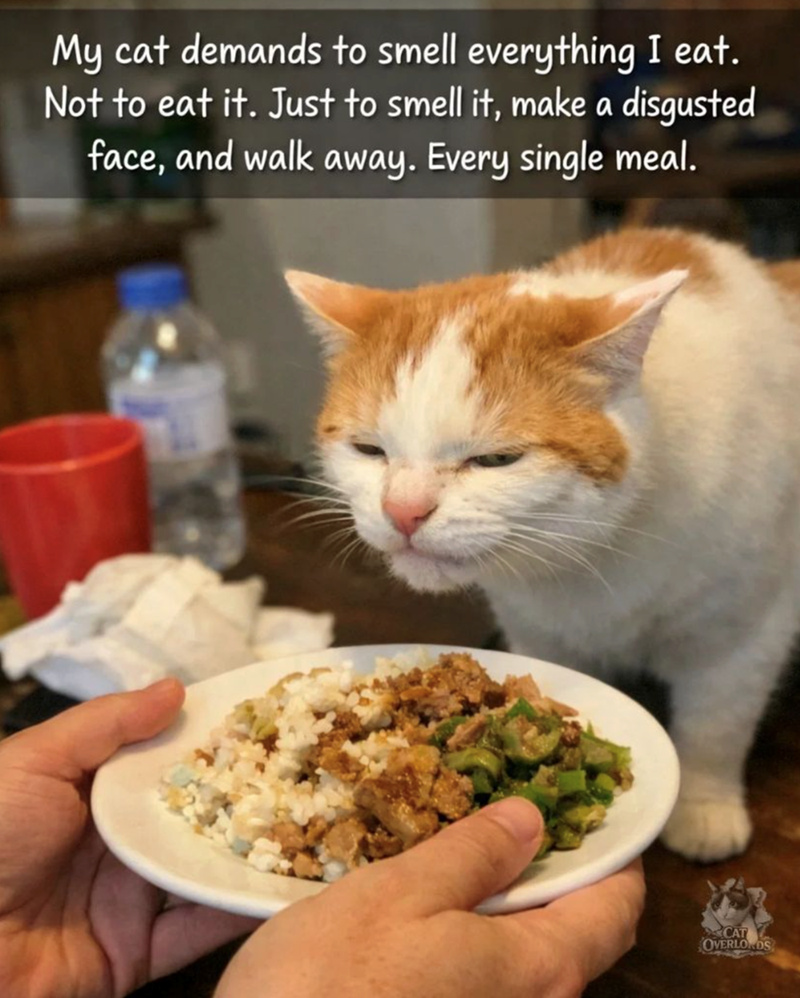 My cat demands to smell everything I eat. Not to eat it. Just to smell it, make a disgusted face, and walk away. Every single meal. CAT OVERLORDS