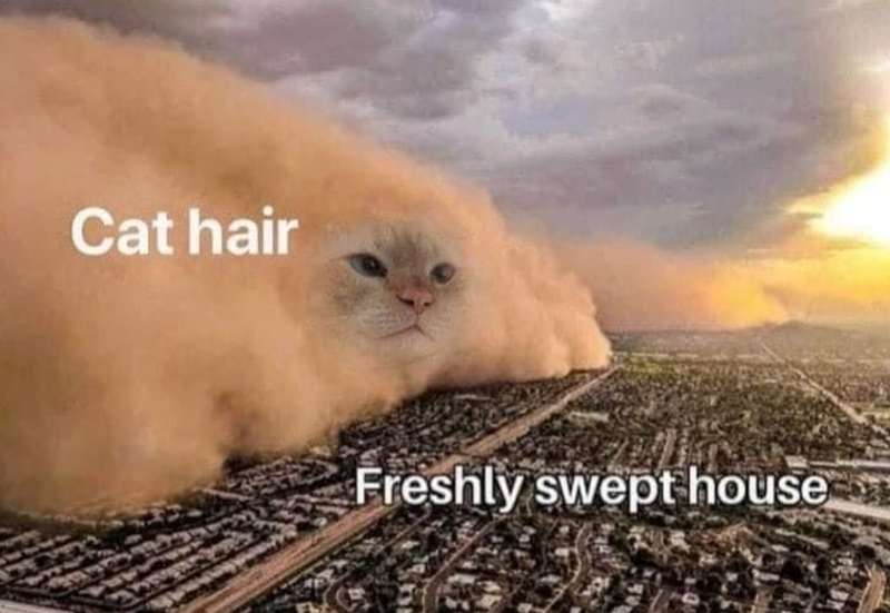 Cat hair Freshly swept house