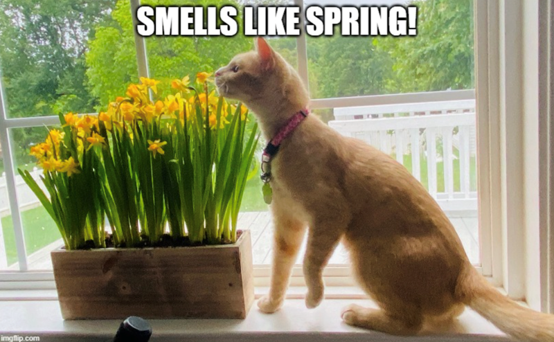 imgflip.com SMELLS LIKE SPRING!