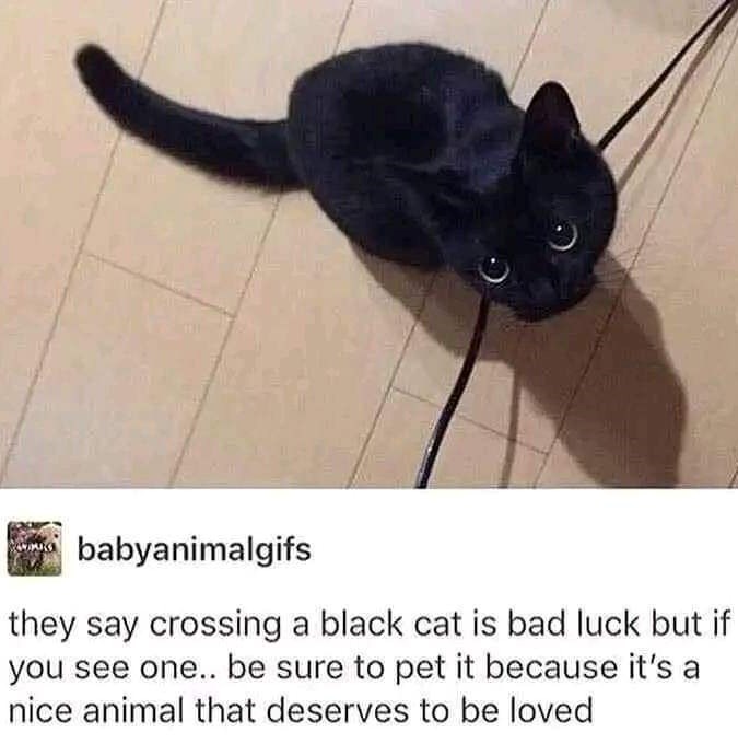 babyanimalgifs they say crossing a black cat is bad luck but if you see one.. be sure to pet it because it's a nice animal that deserves to be loved
