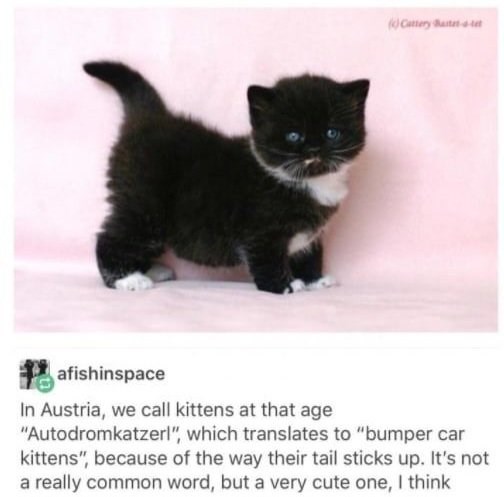 (Cattery Batt afishinspace In Austria, we call kittens at that age "Autodromkatzerl", which translates to "bumper car kittens", because of the way their tail sticks up. It's not a really common word, but a very cute one, I think