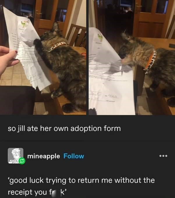 so jill ate her own adoption form mineapple Follow 'good luck trying to return me without the receipt you fk'