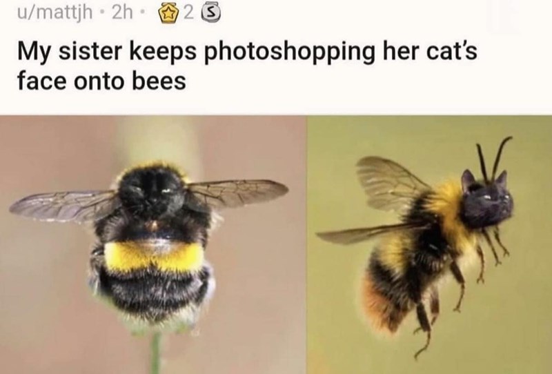 u/mattjh 2h 25 23 ⚫ ⚫ My sister keeps photoshopping her cat's face onto bees