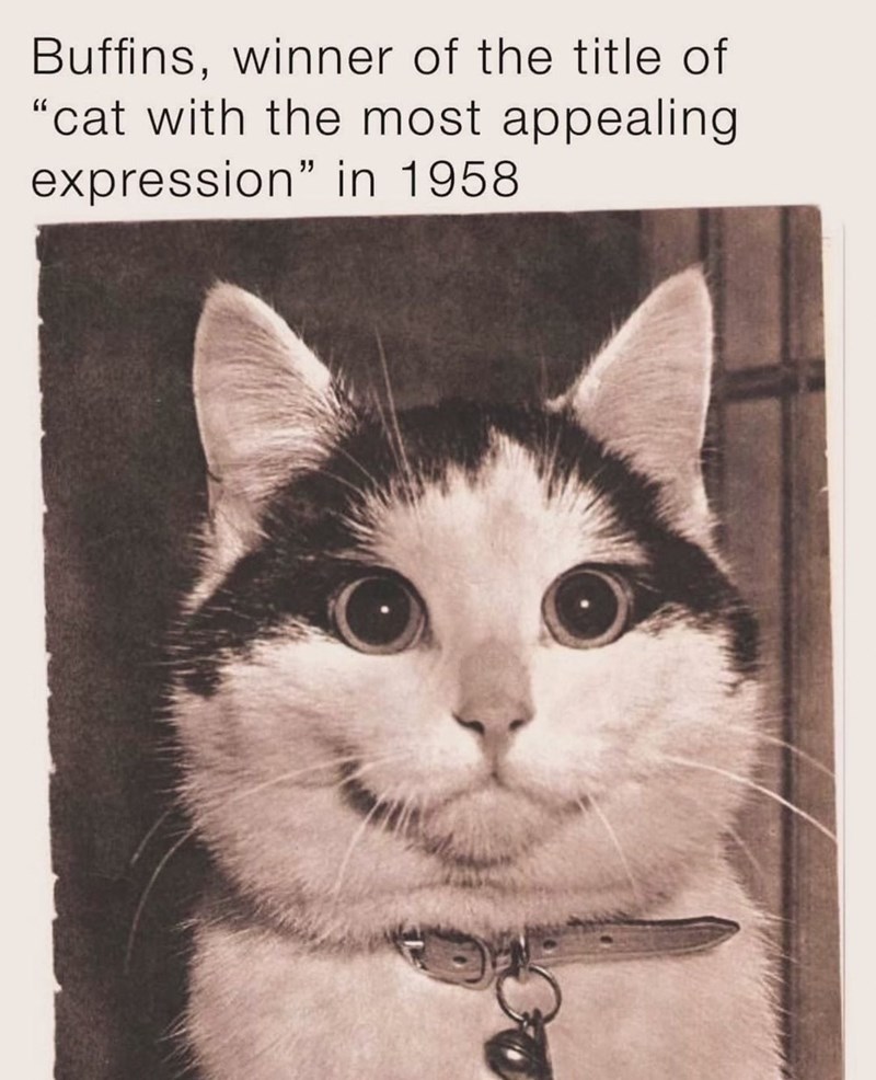 Buffins, winner of the title of "cat with the most appealing expression" in 1958