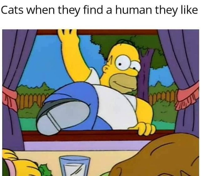 Cats when they find a human they like MA