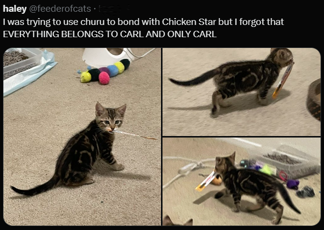 haley @feederofcats⚫ I was trying to use churu to bond with Chicken Star but I forgot that EVERYTHING BELONGS TO CARL AND ONLY CARL