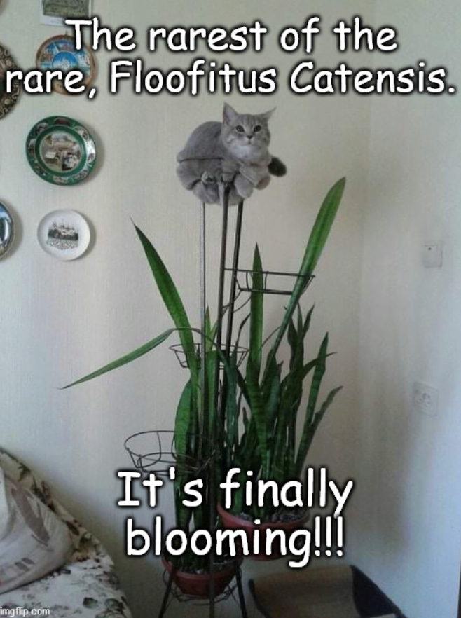 imgflip.com The rarest of the rare, Floofitus Catensis. A It's finally blooming!!!