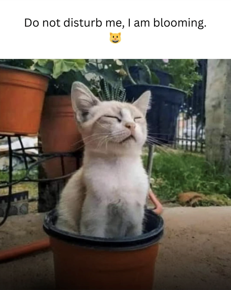 Do not disturb me, I am blooming.