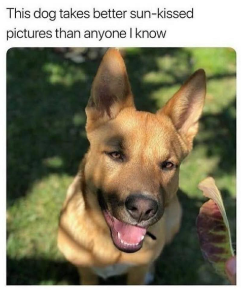 This dog takes better sun-kissed pictures than anyone I know