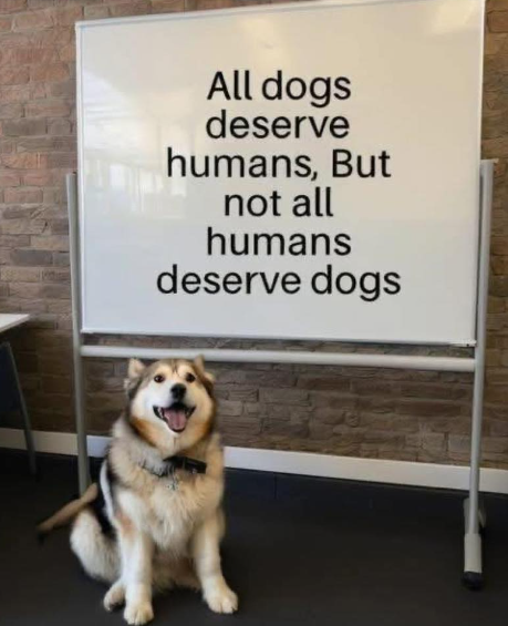 All dogs deserve humans, But not all humans deserve dogs