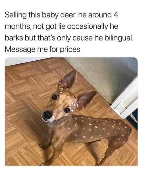 Selling this baby deer. he around 4 months, not got lie occasionally he barks but that's only cause he bilingual. Message me for prices