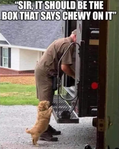 "SIR, IT SHOULD BE THE BOX THAT SAYS CHEWY ON IT"