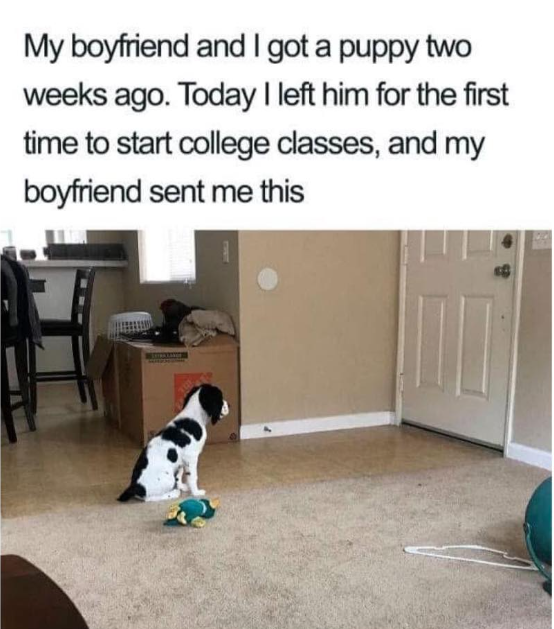 My boyfriend and I got a puppy two weeks ago. Today I left him for the first time to start college classes, and my boyfriend sent me this