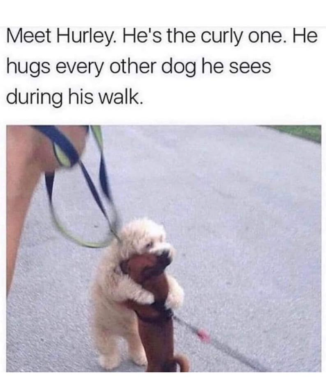 Meet Hurley. He's the curly one. He hugs every other dog he sees during his walk.
