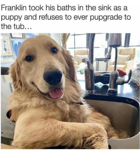 Franklin took his baths in the sink as a puppy and refuses to ever pupgrade to the tub...