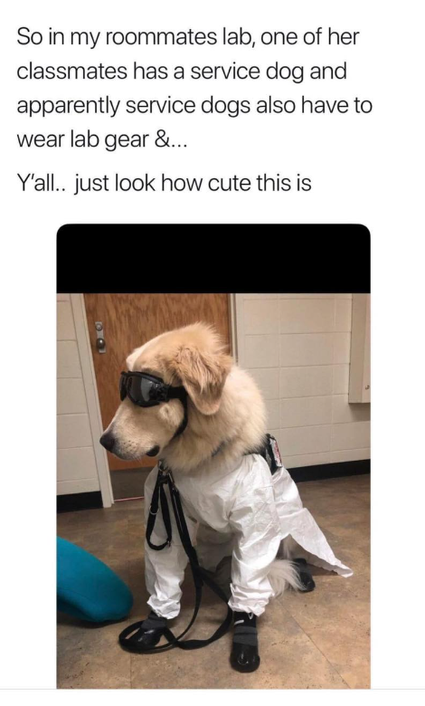 So in my roommates lab, one of her classmates has a service dog and apparently service dogs also have to wear lab gear &... Y'all.. just look how cute this is