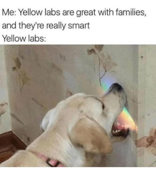 Me: Yellow labs are great with families, and they're really smart Yellow labs: