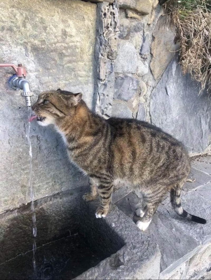 Cheezburger Image 10614449920