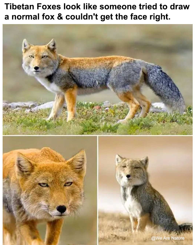 Tibetan Foxes look like someone tried to draw a normal fox & couldn't get the face right. @We Are Nature