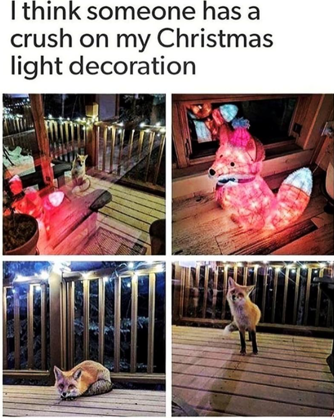 I think someone has a crush on my Christmas light decoration