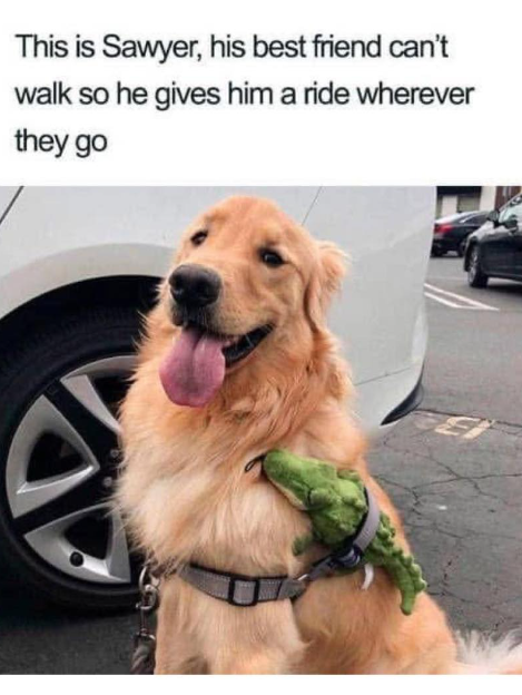 This is Sawyer, his best friend can't walk so he gives him a ride wherever they go