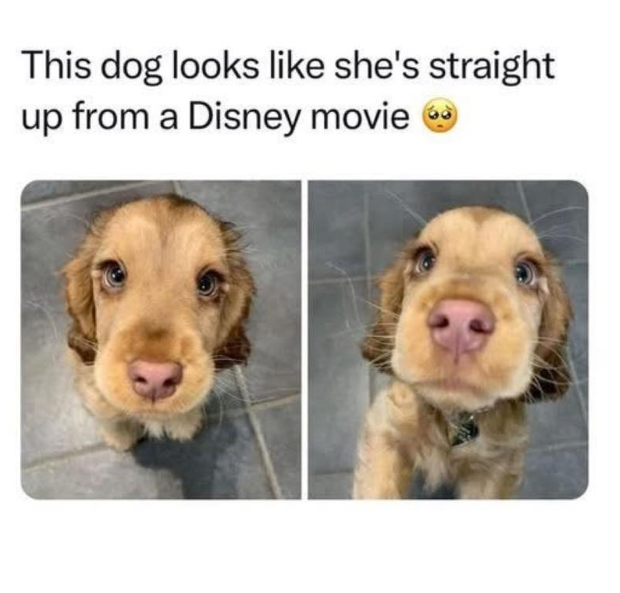 This dog looks like she's straight up from a Disney movie