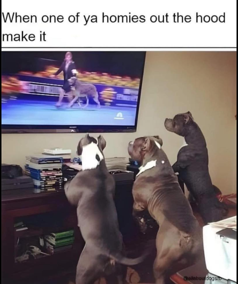 When one of ya homies out the hood make it elabouldogsto