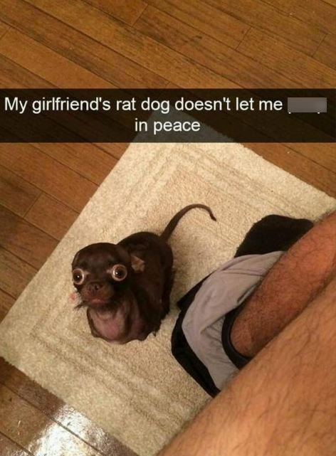 My girlfriend's rat dog doesn't let me in peace