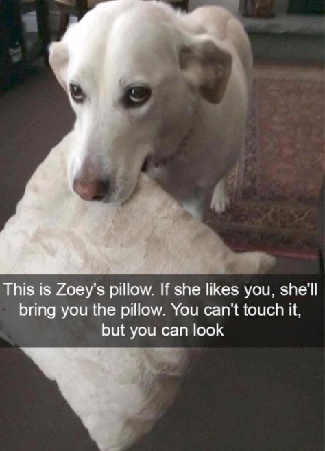 This is Zoey's pillow. If she likes you, she'll bring you the pillow. You can't touch it, but you can look